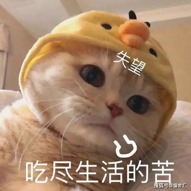 猫舍必看疾病科普│什么？猫咪也会有糖尿病？