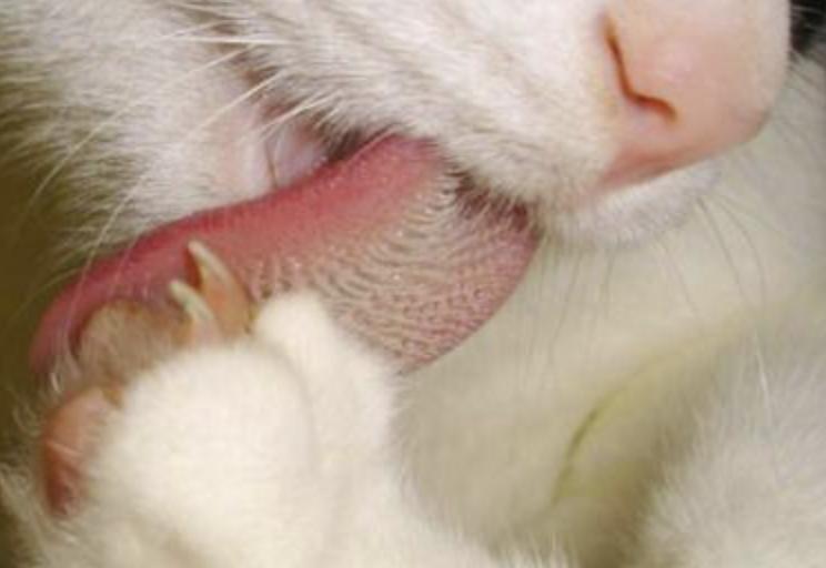 猫咪耳朵和头部掉毛的12个原因