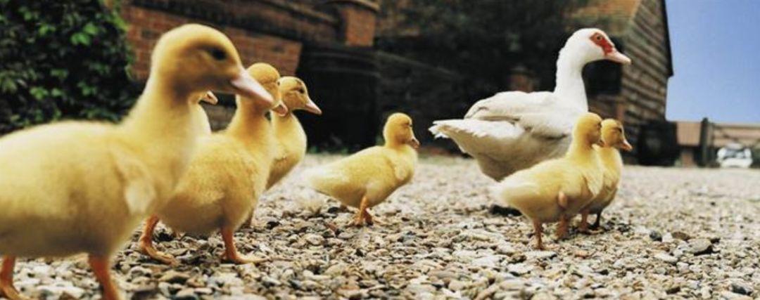 在猫咪的印记行为期（出生后 2 - 7 周），你怎么做才是对的？