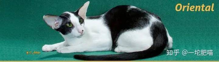 如何做猫舍│猫品种的选择