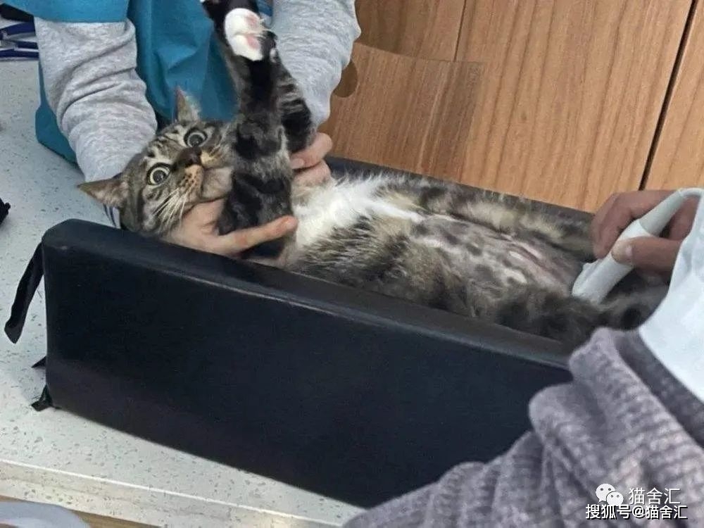 猫舍必看疾病科普│关于猫咪慢性肾病你应该知道的事！