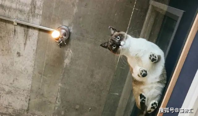 猫咪的登高行为解读