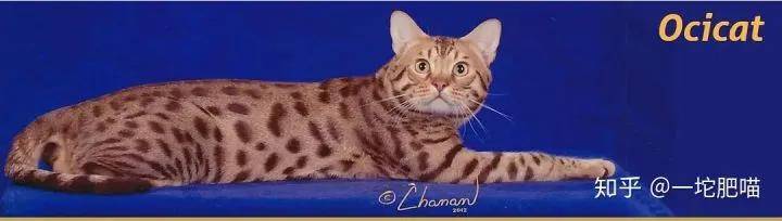 如何做猫舍│猫品种的选择