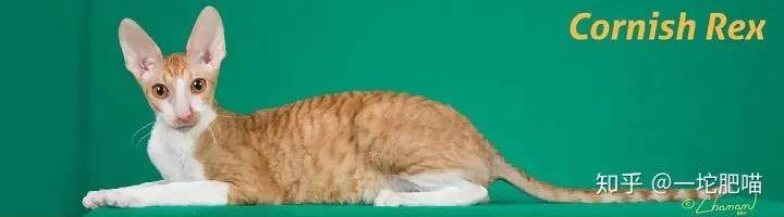 如何做猫舍│猫品种的选择