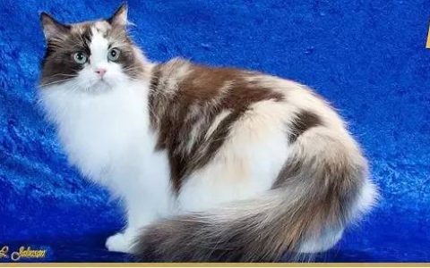 如何做猫舍│猫舍的形象包装定位