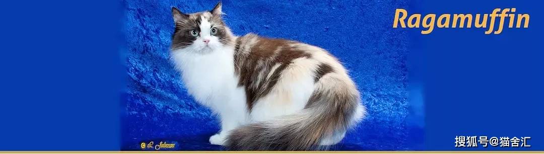 如何做猫舍│猫舍的形象包装定位