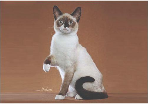 TICA 公开的 79 个品种猫，你认识几个？