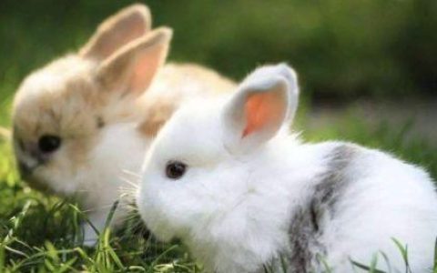 常识：喂猫素食=虐待猫咪