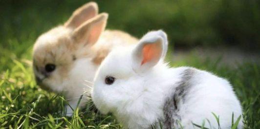 常识：喂猫素食=虐待猫咪