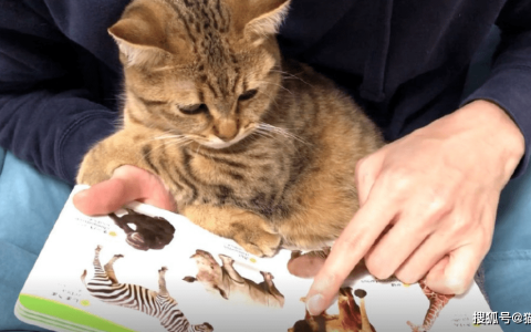 正确社会化训练，如何不让猫“社恐”（二）