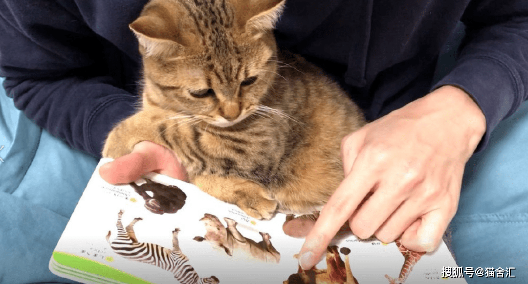 正确社会化训练，如何不让猫“社恐”（二）