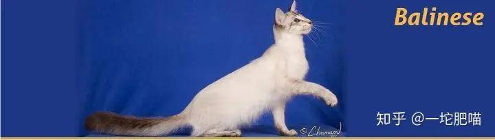 如何做猫舍│猫品种的选择