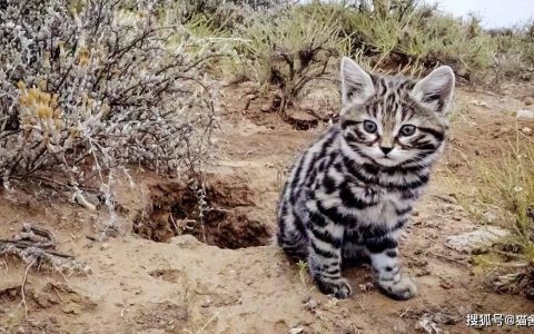 猫咪的洞穴本能及其在饲养过程中的应用