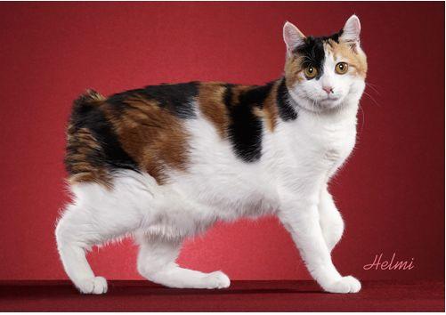 TICA 公开的 79 个品种猫，你认识几个？