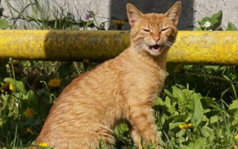 猫咪为啥有时会气喘吁吁？