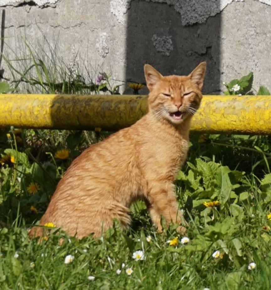 猫咪为啥有时会气喘吁吁？