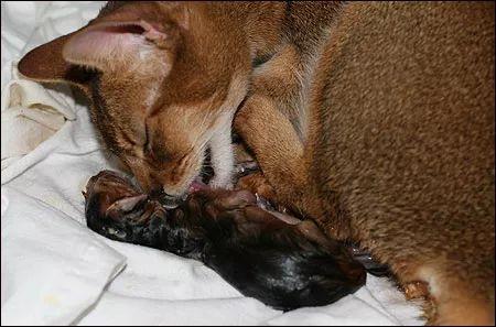 母猫的两种自然分娩方式全图解