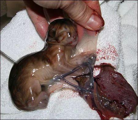 母猫的两种自然分娩方式全图解