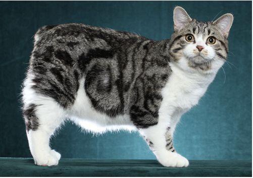 TICA 公开的 79 个品种猫，你认识几个？