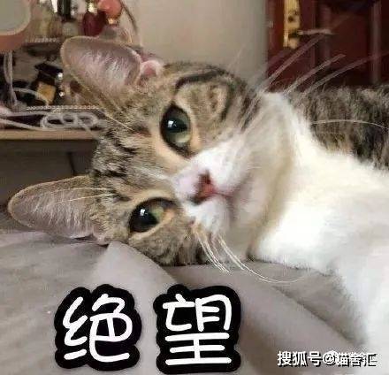 猫舍必看疾病科普│猫黄疸详解和预防