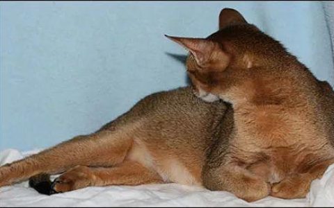 母猫的两种自然分娩方式全图解