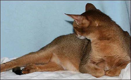 母猫的两种自然分娩方式全图解