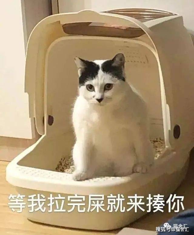 猫舍必看疾病科普│猫巨结肠症：关于成年猫咪便秘那些事...