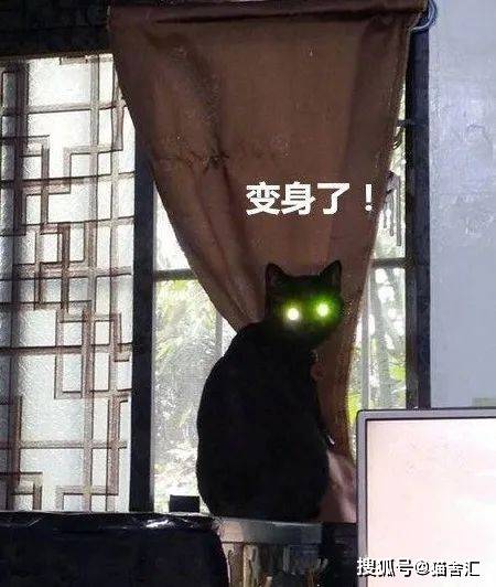 猫咪的登高行为解读