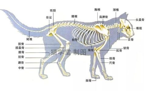 繁育人必修课：猫的骨骼结构图