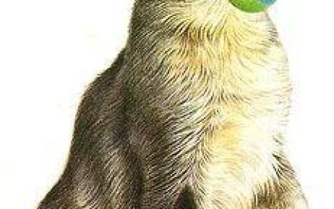 可以教会猫咪表演“寻回”的教程