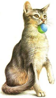 可以教会猫咪表演“寻回”的教程