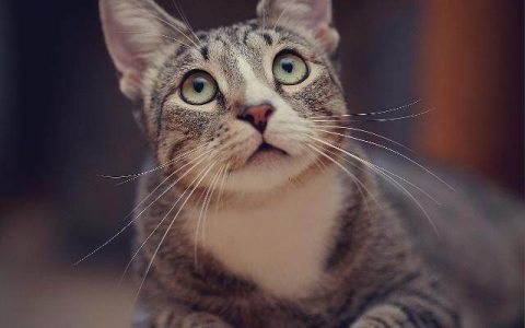 母猫一年应该生几窝？