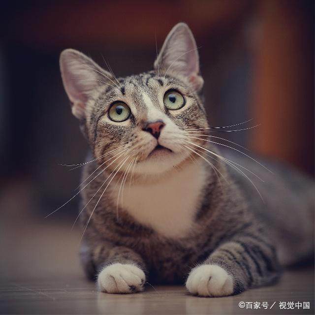 母猫一年应该生几窝？