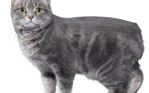 猫科动物在自然界中的近亲繁殖