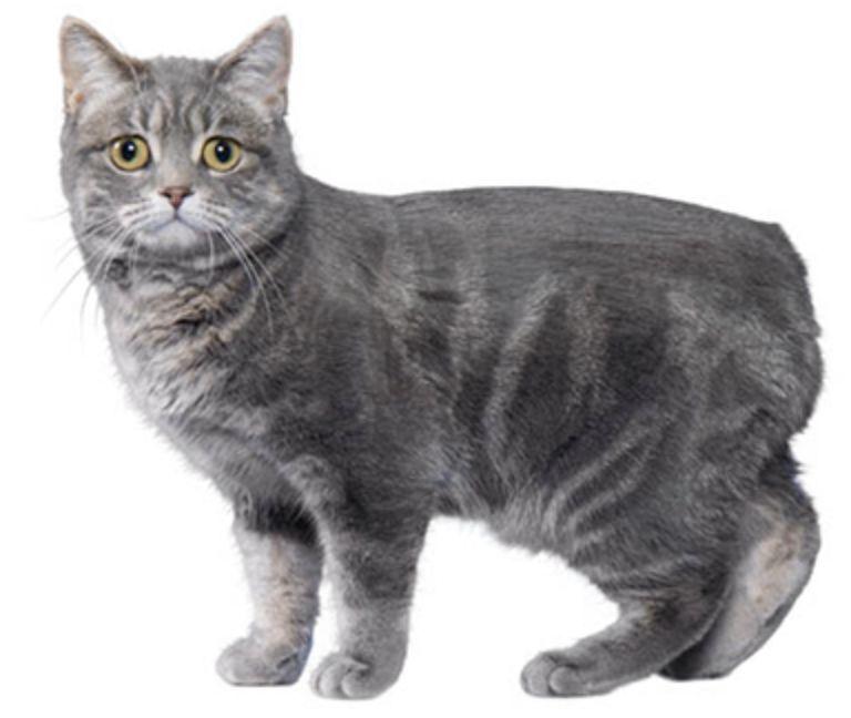 猫科动物在自然界中的近亲繁殖