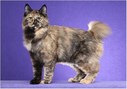 TICA 公开的 79 个品种猫，你认识几个？