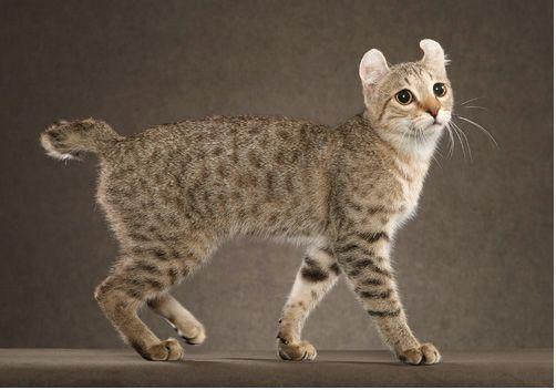 TICA 公开的 79 个品种猫，你认识几个？