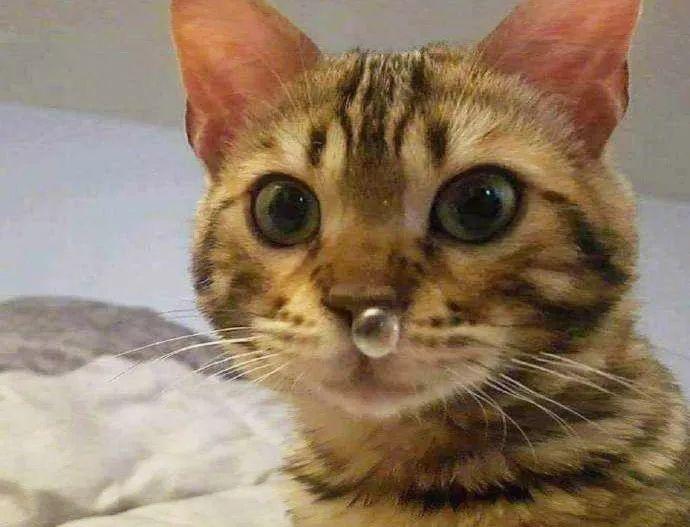 我的猫咪鼻子湿湿的，不会是“感冒”了吧？