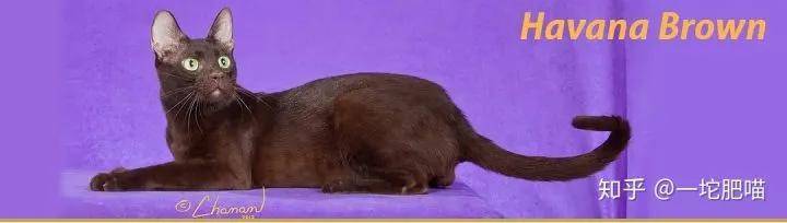 如何做猫舍│猫品种的选择