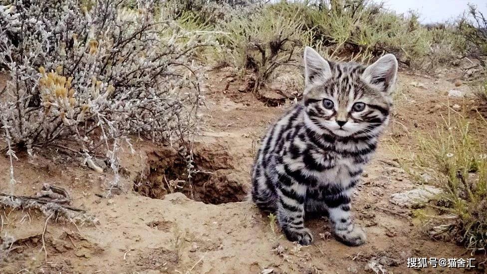 如何做猫舍│怎么在家给猫咪做日常健康检查？