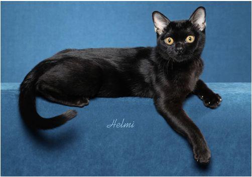 TICA 公开的 79 个品种猫，你认识几个？