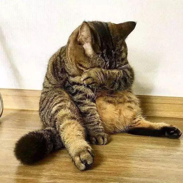 猫咪攻击行为最常见的一个原因（重定向攻击）