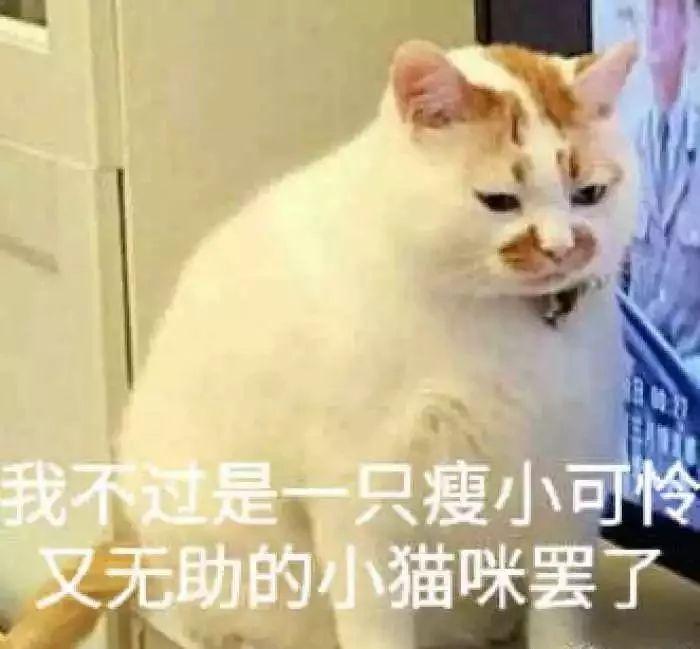 我的猫爱咬我怎么办（一）