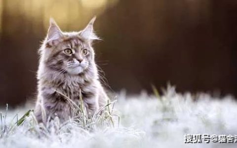 猫舍必看疾病科普│猫鼻支病毒