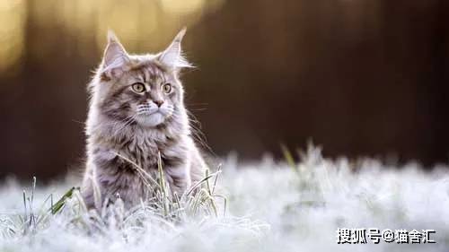 猫舍必看疾病科普│猫鼻支病毒