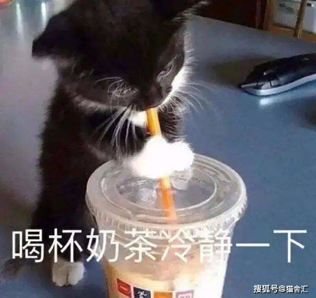 猫舍必看疾病科普│什么？猫咪也会有糖尿病？