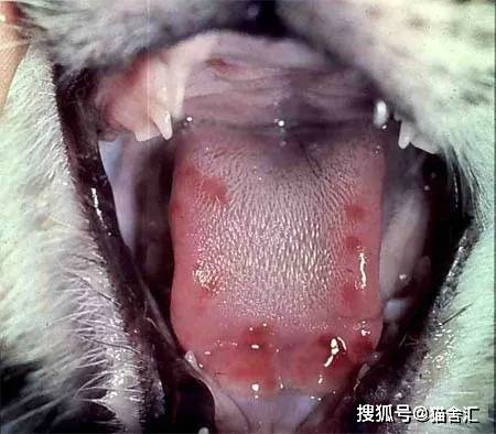 猫舍必看疾病科普│猫杯状病毒