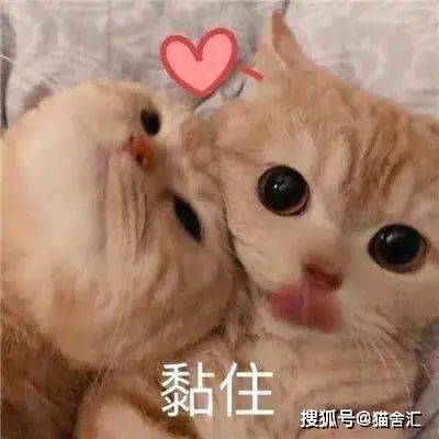 猫舍必看疾病科普│猫咪疾病预防篇