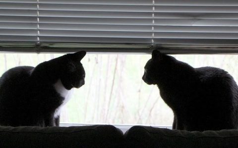 宠物之间会有同性恋情么？