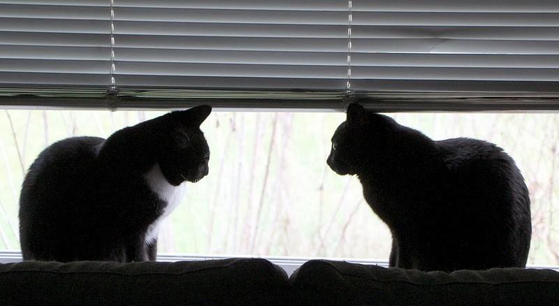 宠物之间会有同性恋情么？